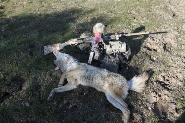 Calling Coyotes With My Shotgun, PICTURES!