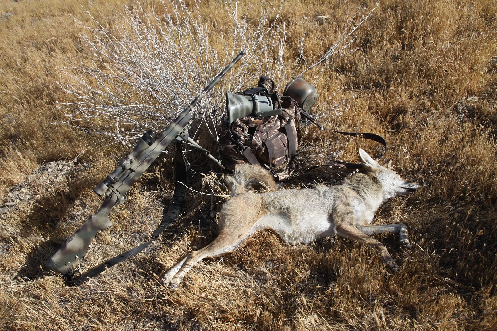 Had a good first coyote calling day of 2013/2014. PredatorMasters Forums