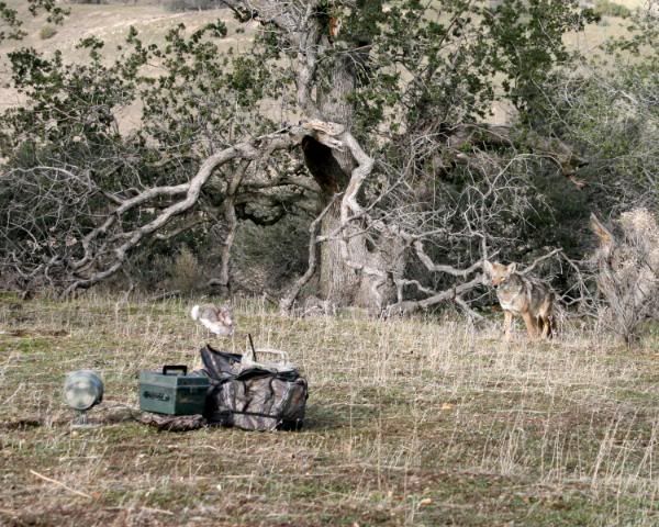 Coyotecopy.jpg