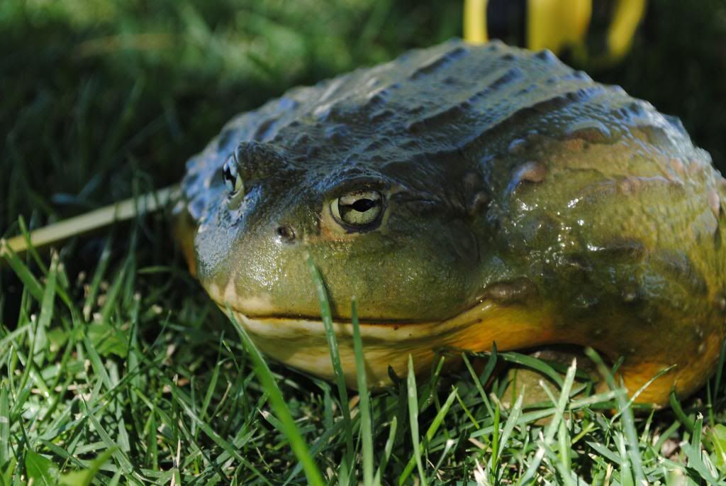 For Sale Male Giant African Bullfrog And Female Albino Argentine Horned Frog,Elementary School Graduation Grad Gifts 2020