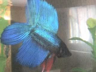 05-04-07_1123.jpg Betta - DT image by annie2839