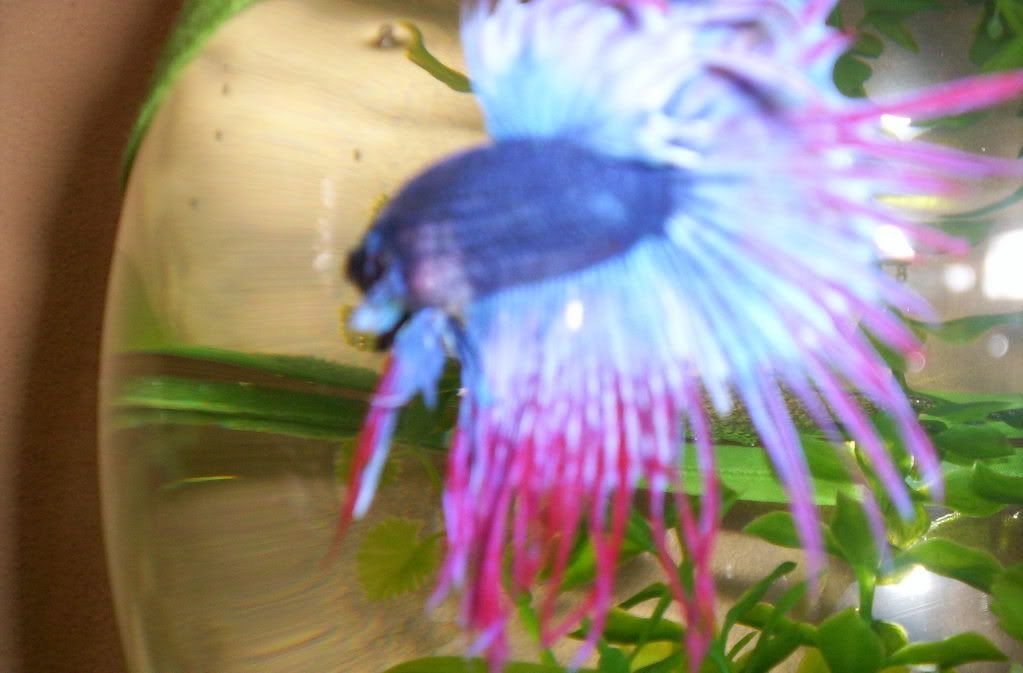 Imagen042.jpg Betta - Lily2 image by annie2839