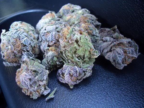 Purple Gorilla Weed