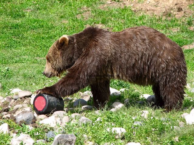 bear keg