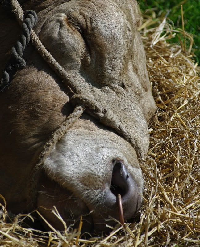 Sleeping Bull Pictures, Images and Photos