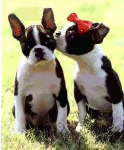 boston_terrier_02_puppies_for_sale.jpg