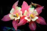 bouquetbee.gif picture by monoargentino