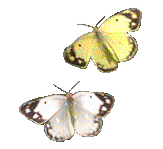 2butters.gif picture by monoargentino