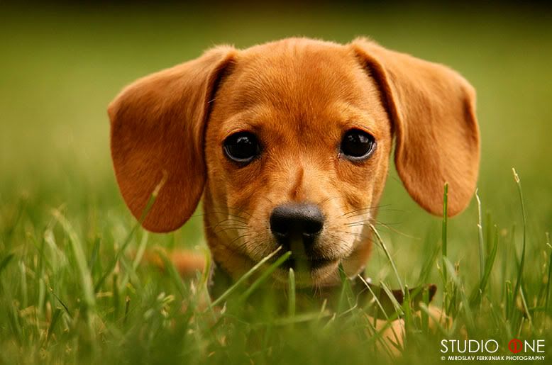 Las más hermosas fotos de animales: /home/juno/animal-photo Las más hermosas fotos de animales: /home/juno/animal-photo