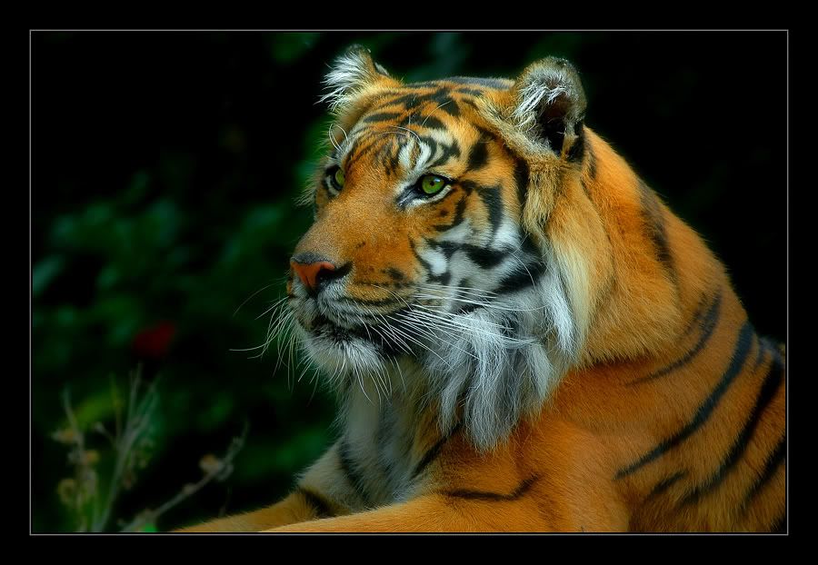 Animales Animales