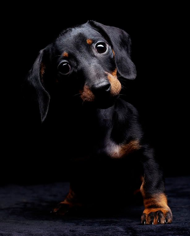 Animales Animales