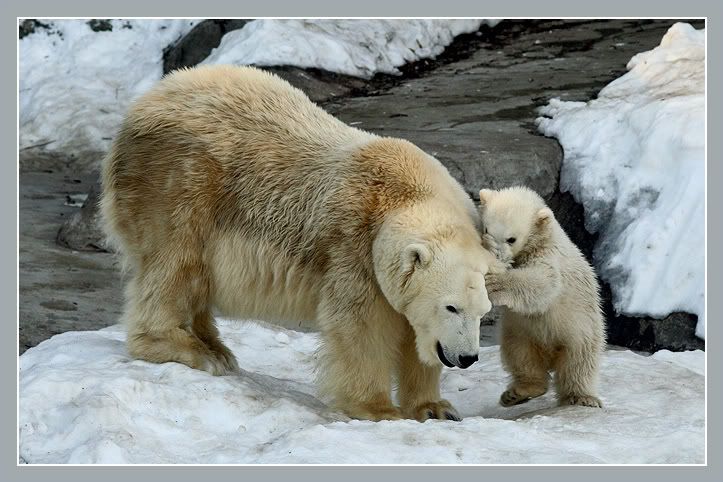 Animales Animales