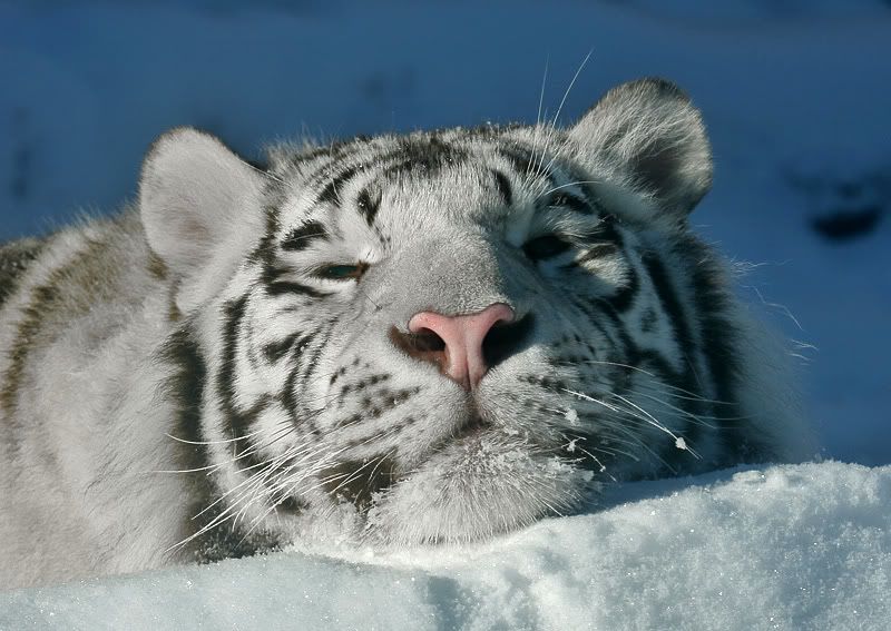 Animales Animales