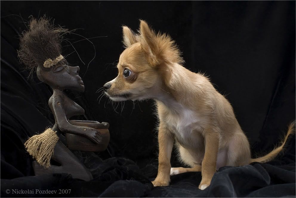 Animales Animales