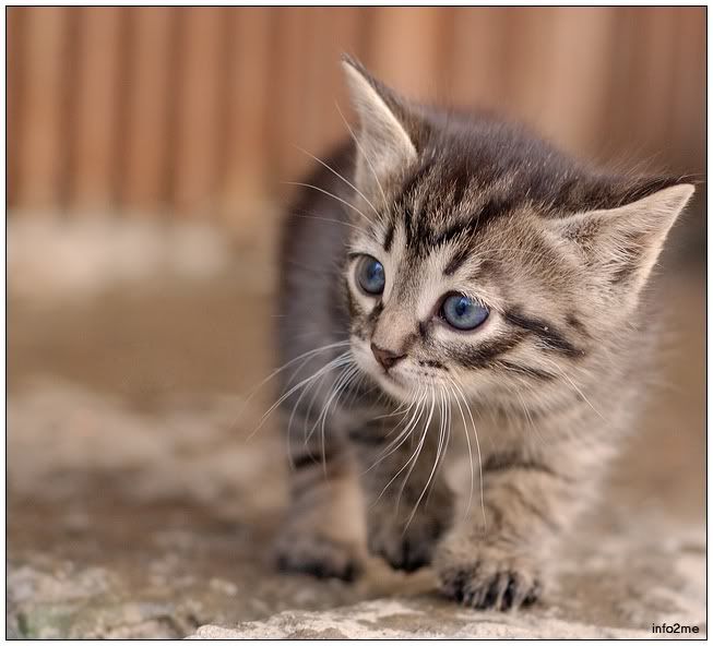 Animales Animales