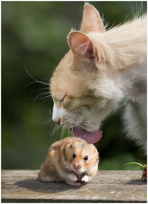 Animales Animales