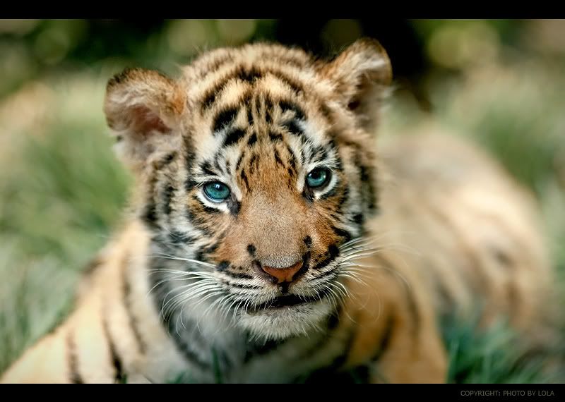 Animales Animales
