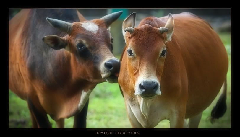 Animales Animales