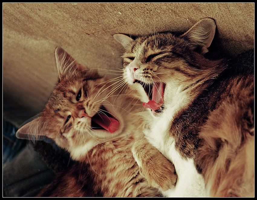 Animales Animales