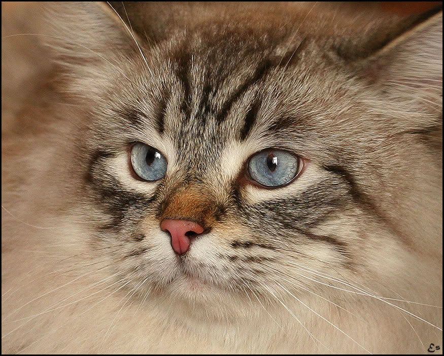 Animales Animales