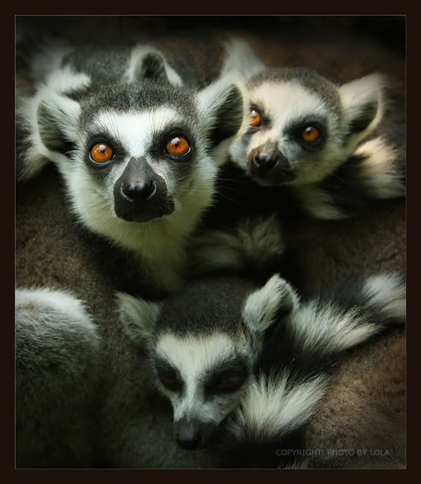 Animales Animales