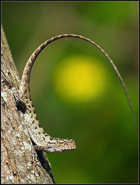 Animales Animales