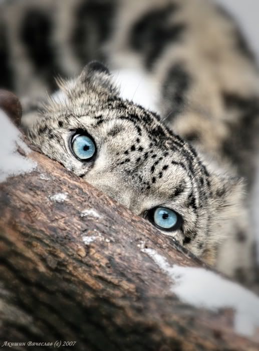 Animales Animales