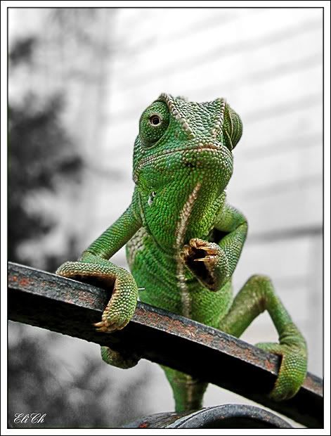 Animales Animales