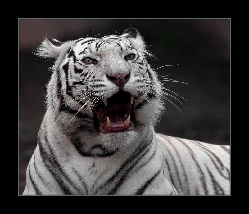 Animales Animales