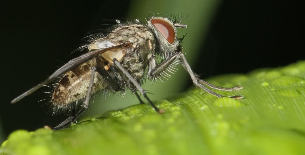 IMAGE: http://i148.photobucket.com/albums/s33/dessie12/Macro/IMG_7568.jpg