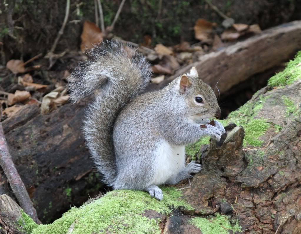 IMAGE: http://i148.photobucket.com/albums/s33/dessie12/wildlife%20countryside/IMG_1065.jpg