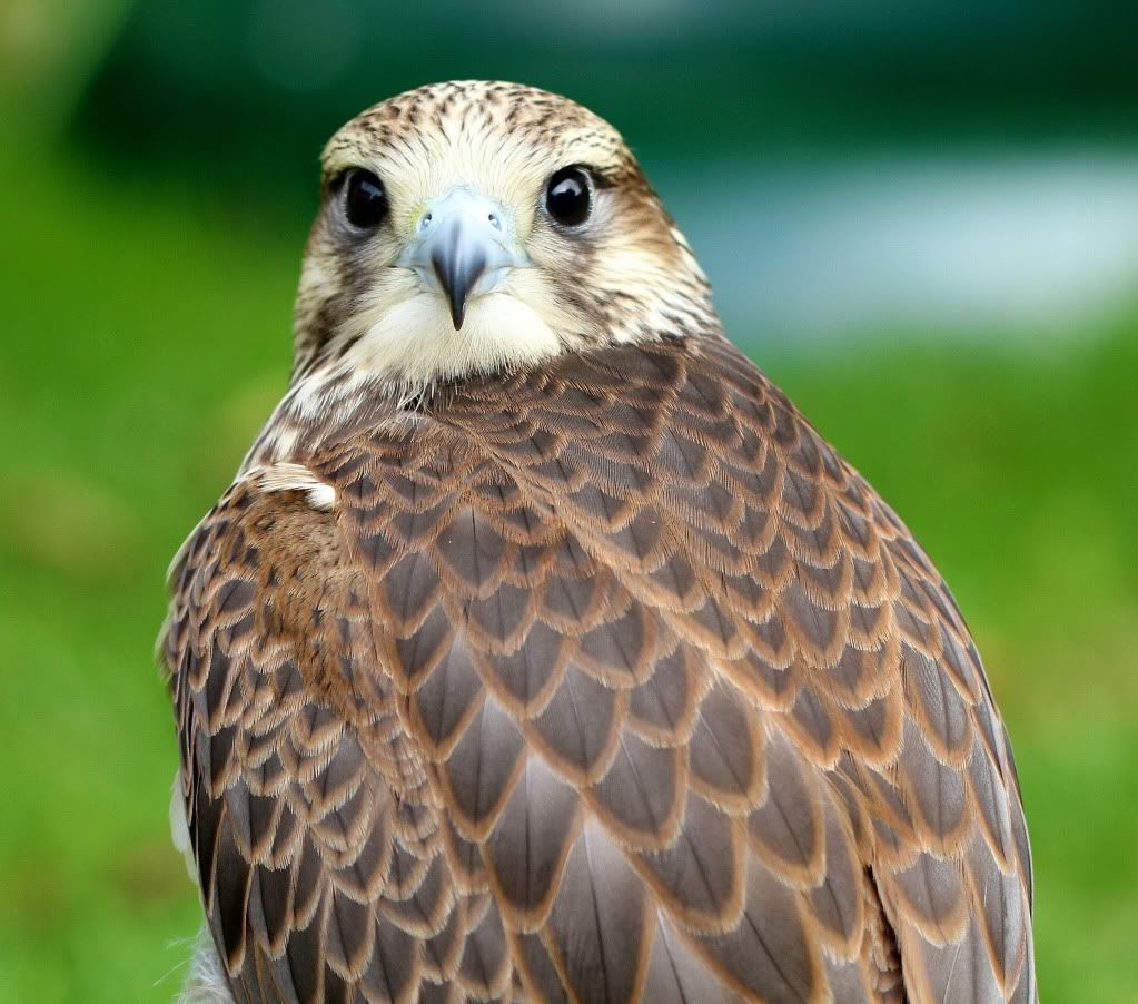 IMAGE: http://i148.photobucket.com/albums/s33/dessie12/wildlife%20countryside/IMG_7675.jpg