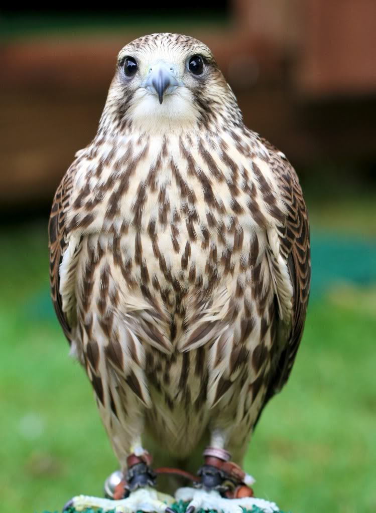 IMAGE: http://i148.photobucket.com/albums/s33/dessie12/wildlife%20countryside/IMG_7709.jpg