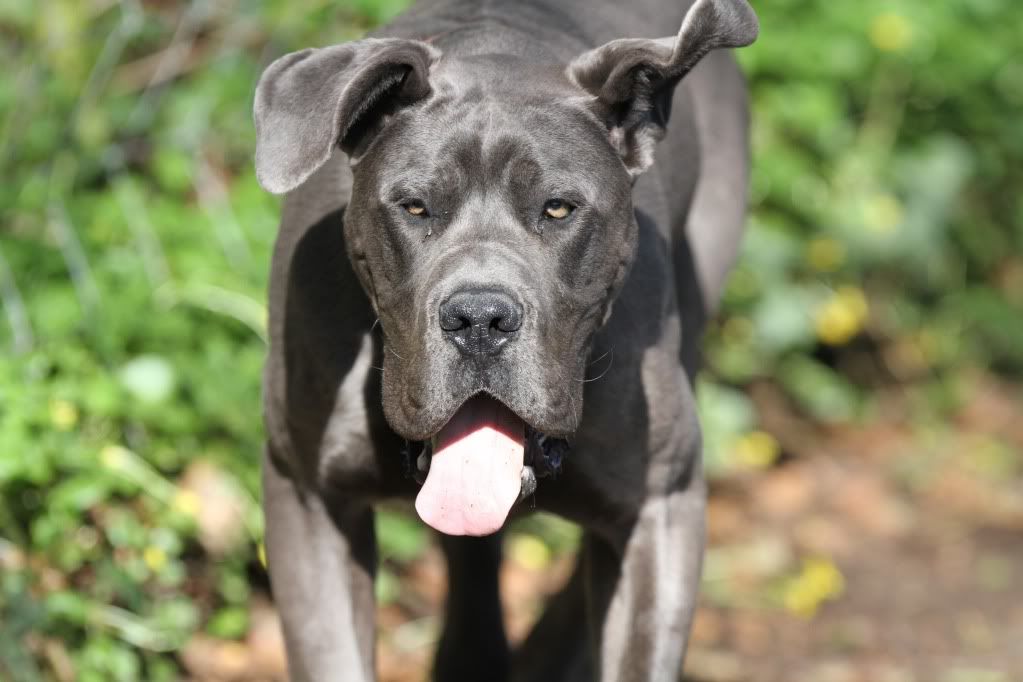 IMAGE: http://i148.photobucket.com/albums/s33/dessie12/wildlife%20countryside/IMG_9932.jpg