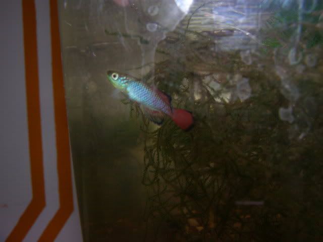 Kuva