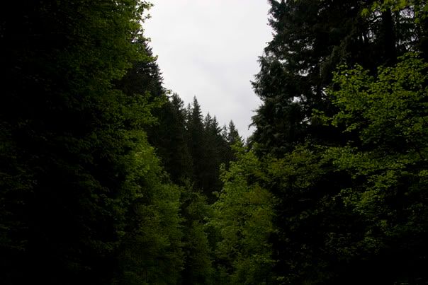 Trees, Headed to the Falls
