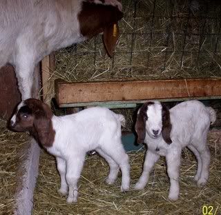 We Got Twins & 1 More today pics - Goats