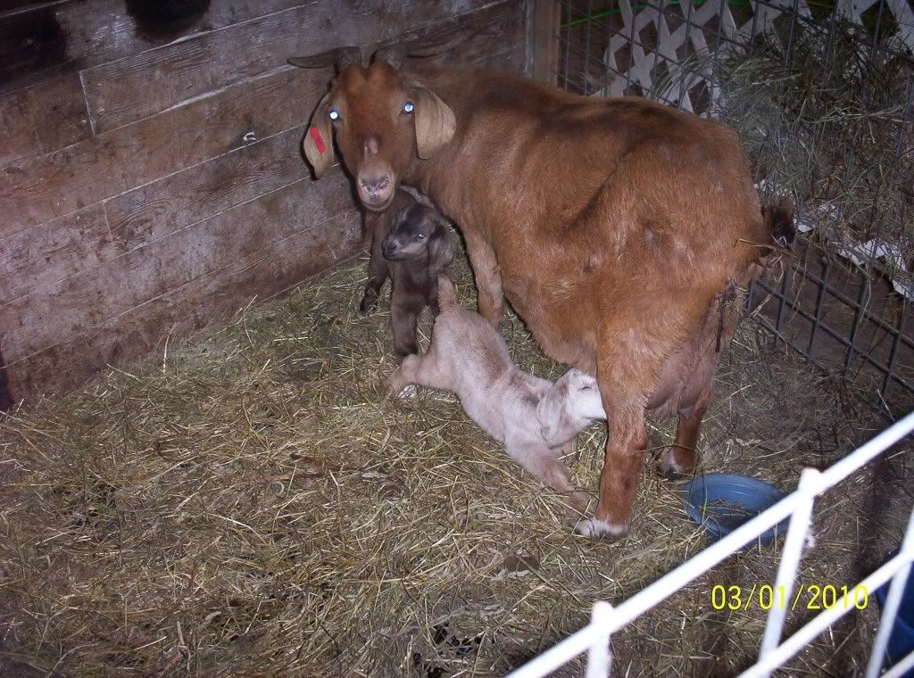 Our 1st Kids of 2010!! - Goats