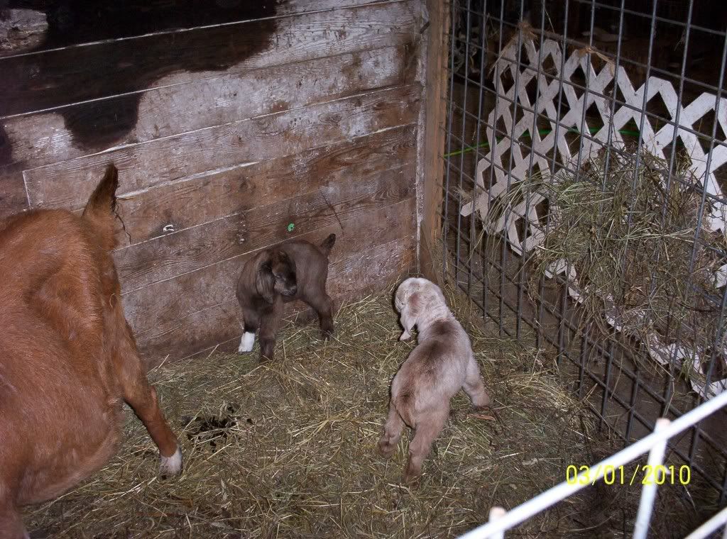 Our 1st Kids of 2010!! - Goats