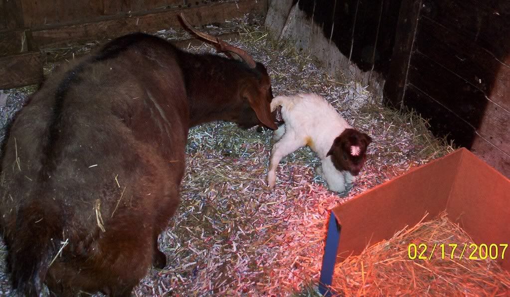 We Got Twins & 1 More today pics - Goats