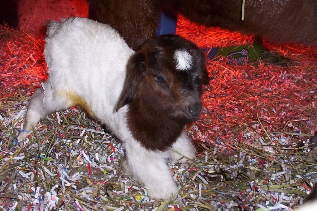 We Got Twins & 1 More today pics - Goats