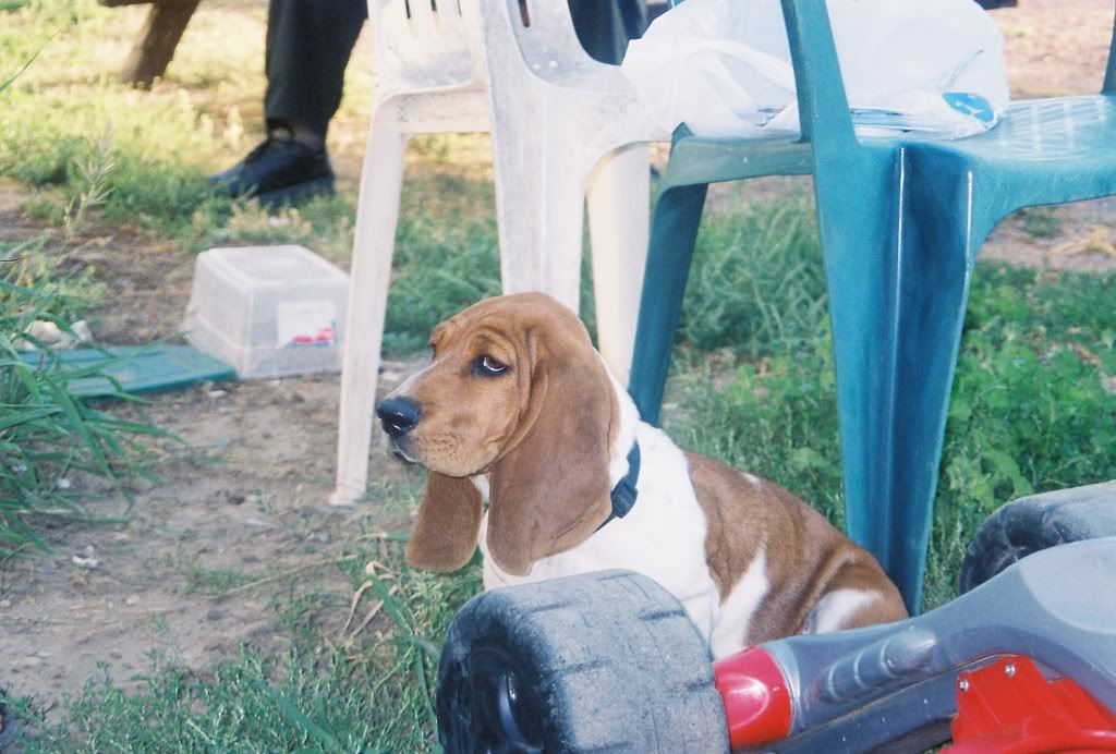 Baby Animals photo: Baby baby.jpg