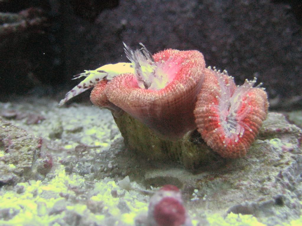 Pictures of Acan eating my red scooter blenny Reef Central Online