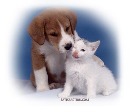 pics of puppies and kittens together. Grab This Layout: Puppies amp;