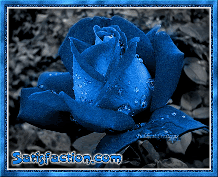 Blue Roses Layout