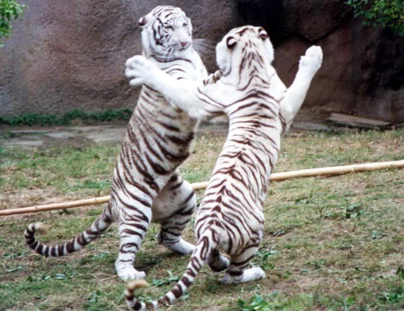 baby white tiger wallpaper. white tigers fighting Image