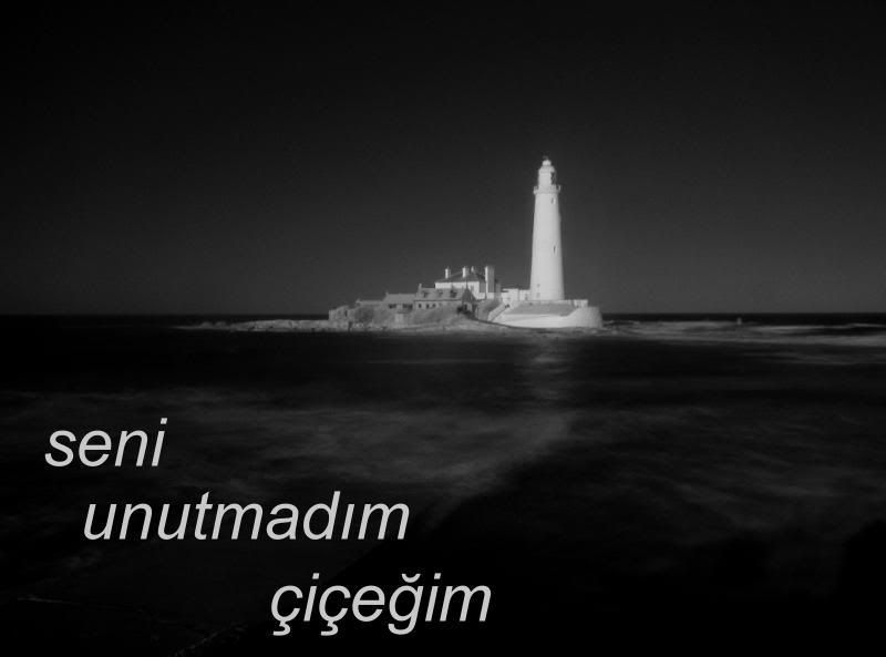 12cy5.jpg