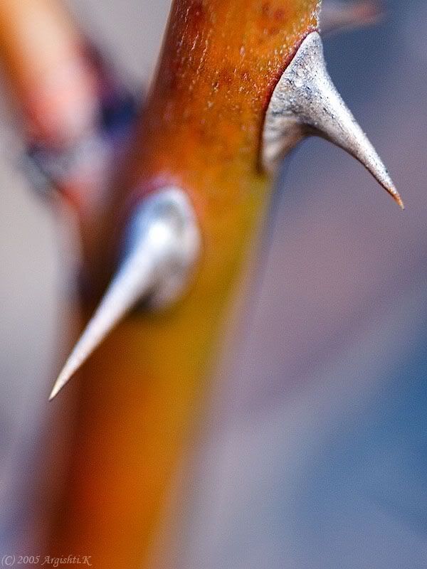 2690_makro_24.jpg