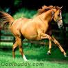 animal04.jpg