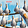 animal31.gif